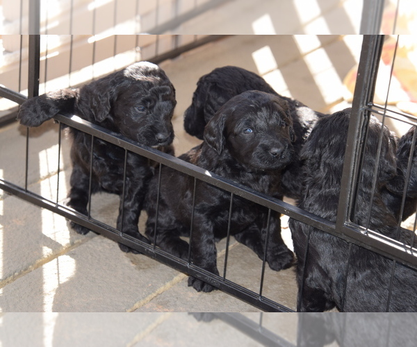 Medium Photo #8 Goldendoodle Puppy For Sale in SPIRO, OK, USA