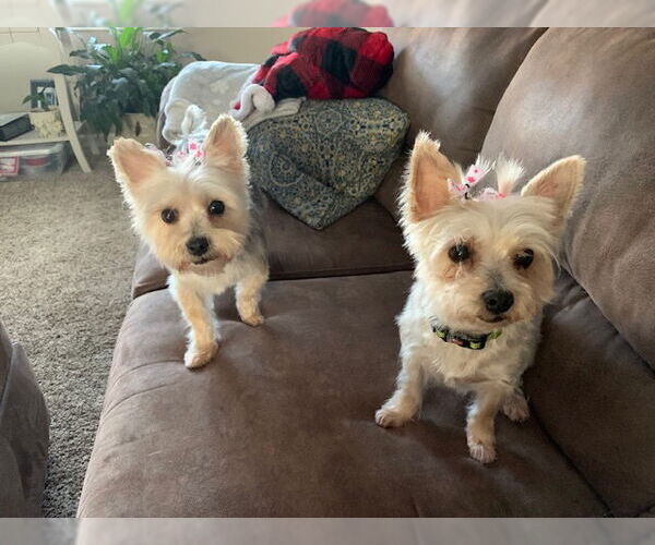 Medium Photo #8 Maltese-Unknown Mix Puppy For Sale in Princeton, MN, USA