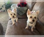 Small #7 Maltese Mix