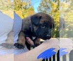 Small Photo #13 Belgian Malinois Puppy For Sale in NASHVILLE, TN, USA