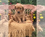 Puppy Ivy Golden Retriever