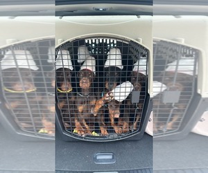 Doberman Pinscher Litter for sale in MACOMB TOWNSHIP, MI, USA