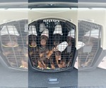 Image preview for Ad Listing. Nickname: Litter of 7