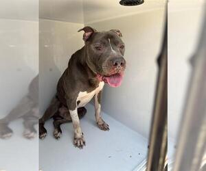 American Pit Bull Terrier Dogs for adoption in Houston, TX, USA