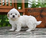 Small #5 Shih Tzu