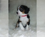Small Photo #7 Australian Shepherd-Cavalier King Charles Spaniel Mix Puppy For Sale in HOWLAND, OH, USA