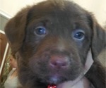 Puppy 3 American Staffordshire Terrier-Goldendoodle Mix