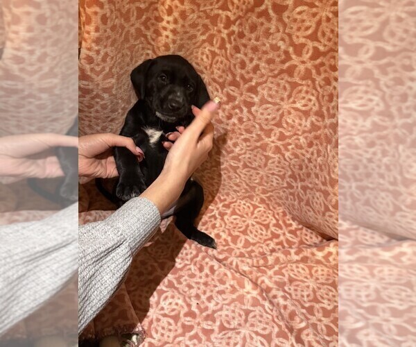 Medium Photo #22 Labmatian Puppy For Sale in ANTIOCH, CA, USA