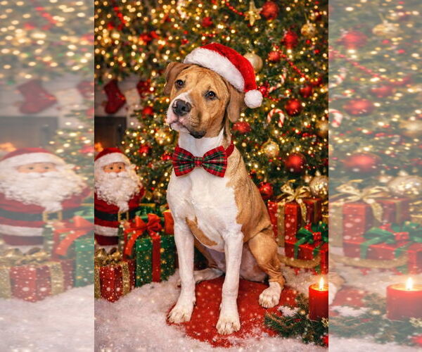 Medium Photo #1 American Pit Bull Terrier-Unknown Mix Puppy For Sale in Germantown, OH, USA