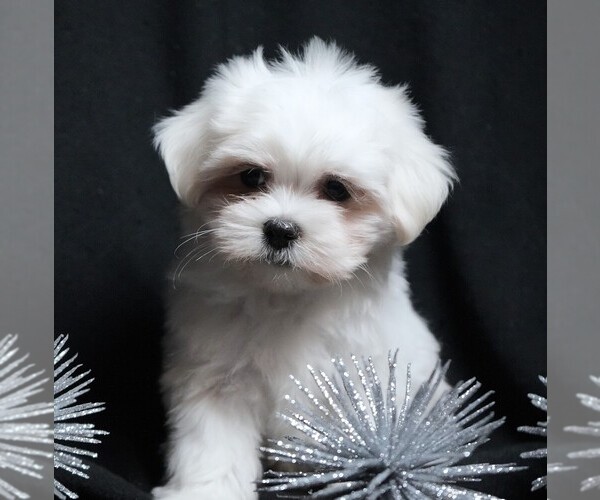 Medium Photo #4 Maltese Puppy For Sale in ROCK VALLEY, IA, USA