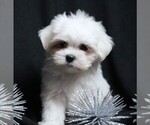 Small #3 Maltese