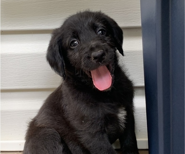 Medium Photo #1 Labradoodle Puppy For Sale in ARAB, AL, USA