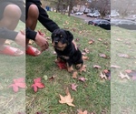 Small Photo #1 Rottweiler Puppy For Sale in BURTONSVILLE, MD, USA
