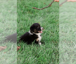 Small Photo #44 Australian Shepherd Puppy For Sale in ARODA, VA, USA