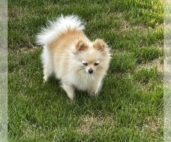 Medium Photo #5 Pomeranian Puppy For Sale in Sheboygan, WI, USA
