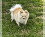 Small #4 Pomeranian