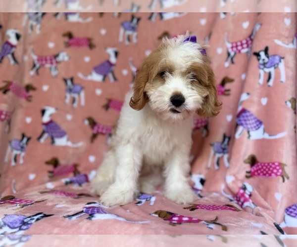 Medium Photo #5 Goldendoodle (Miniature) Puppy For Sale in LAKELAND, FL, USA