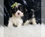 Small Photo #28 Cavalier King Charles Spaniel Puppy For Sale in WARSAW, IN, USA