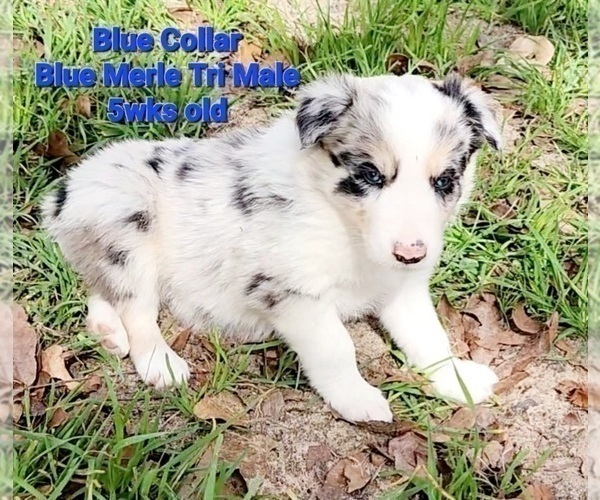 Medium Photo #12 Border Collie Puppy For Sale in ELMENDORF, TX, USA