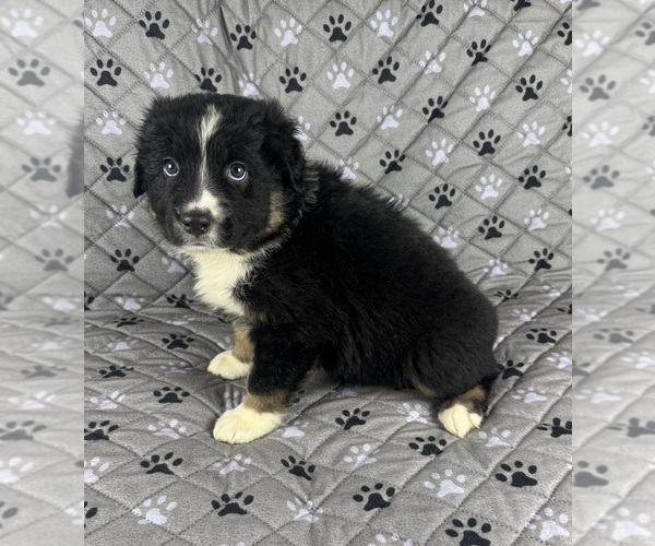 Medium Photo #21 Australian Shepherd Puppy For Sale in SALISBURY, NC, USA
