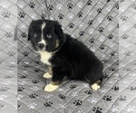 Small Photo #21 Australian Shepherd Puppy For Sale in SALISBURY, NC, USA