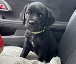 Small #8 Golden Retriever-Rottweiler Mix