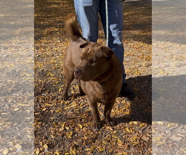 Medium Photo #2 Mutt Puppy For Sale in Woodland Hills, CA, USA