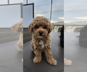 Miniature Labradoodle Puppy for Sale in SAN DIEGO, California USA