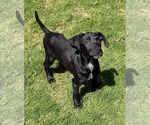 Small Photo #6 Mutt Puppy For Sale in Sheboygan, WI, USA