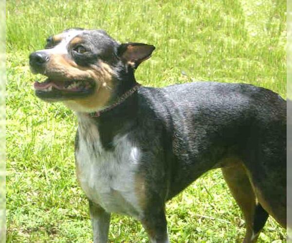 Medium Photo #1 Mutt Puppy For Sale in Naples, FL, USA