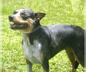 Catahoula Leopard Dog Dogs for adoption in Naples, FL, USA