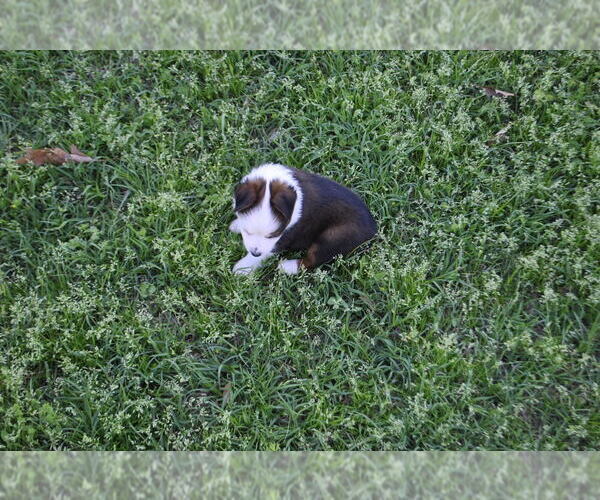 Medium Photo #9 Miniature Australian Shepherd Puppy For Sale in SWAN, TX, USA