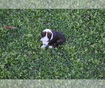 Small #8 Miniature Australian Shepherd