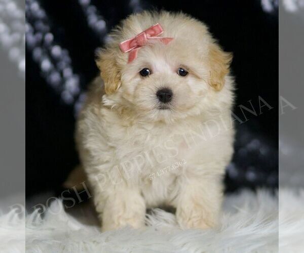 Medium Photo #1 Maltipoo Puppy For Sale in WARSAW, IN, USA