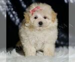Small Maltipoo