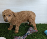 Small Photo #1 Cock-A-Poo Puppy For Sale in GOSHEN, IN, USA