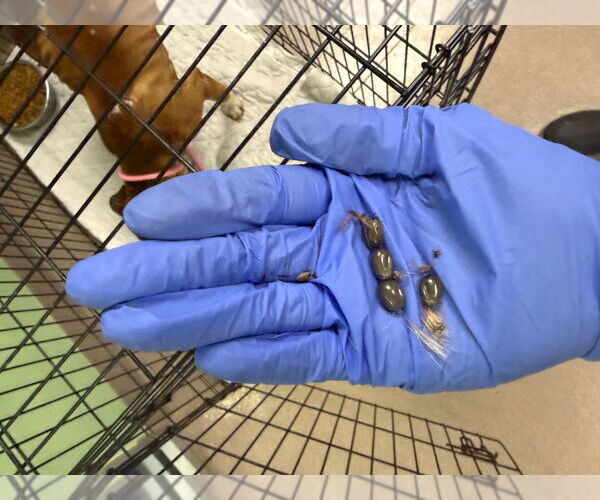 Medium Photo #3 Mutt Puppy For Sale in La Porte, IN, USA