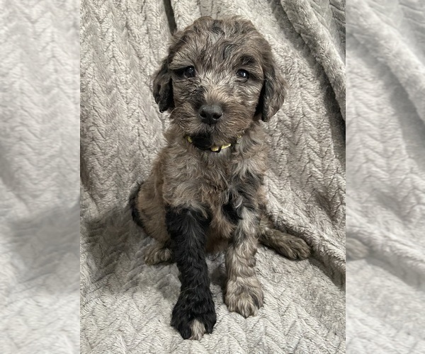 Medium Photo #8 Goldendoodle Puppy For Sale in CENTURIA, WI, USA
