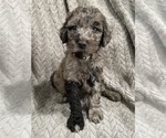 Small Photo #8 Goldendoodle Puppy For Sale in CENTURIA, WI, USA