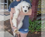 Small #2 Australian Shepherd Mix