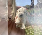 Puppy Fern Golden Retriever