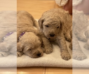 Goldendoodle Puppy for sale in BATTLE GROUND, WA, USA