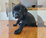 Small Photo #2 Labrador Retriever Puppy For Sale in LEBANON, MO, USA
