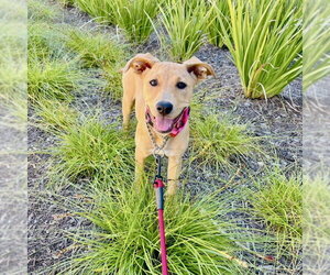 Trixie - Female Labrador Retriever-Unknown Mix Dog for Adoption - Photo #5