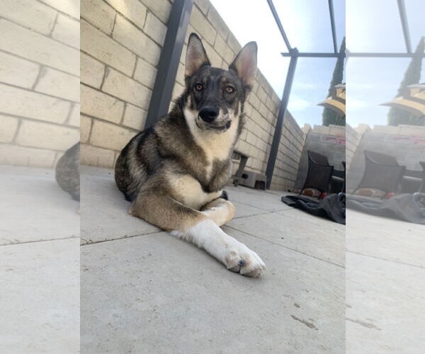 Medium Photo #3 Australian Shepherd-German Shepherd Dog Mix Puppy For Sale in Lake Elsinore, CA, USA