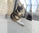Small #2 Australian Shepherd-German Shepherd Dog Mix