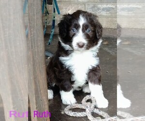 Aussiedoodle Puppy for sale in MARION, TX, USA