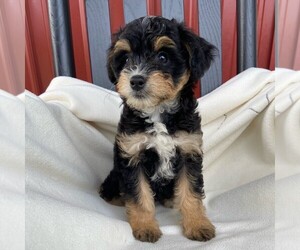 Bernedoodle-Poodle (Miniature) Mix Puppy for sale in FORT PLAIN, NY, USA