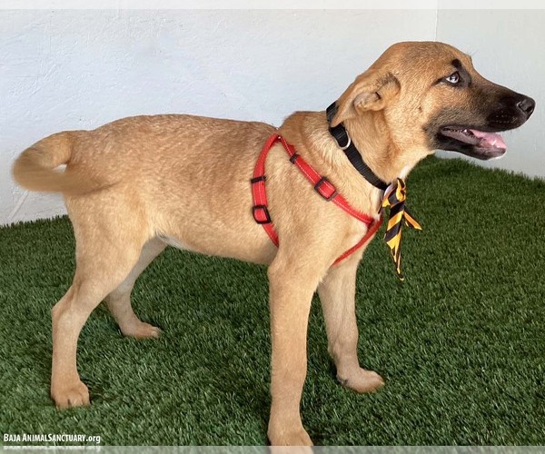Medium Photo #2 Mutt Puppy For Sale in San Diego, CA, USA