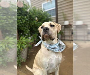 Hip Hop - Male American Foxhound-Bulldog Mix Dog for Adoption - Photo #2